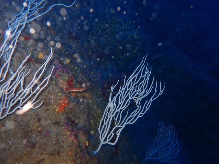 Корали знайшли захист від морської спеки: печера знизила смертність у 17 разів